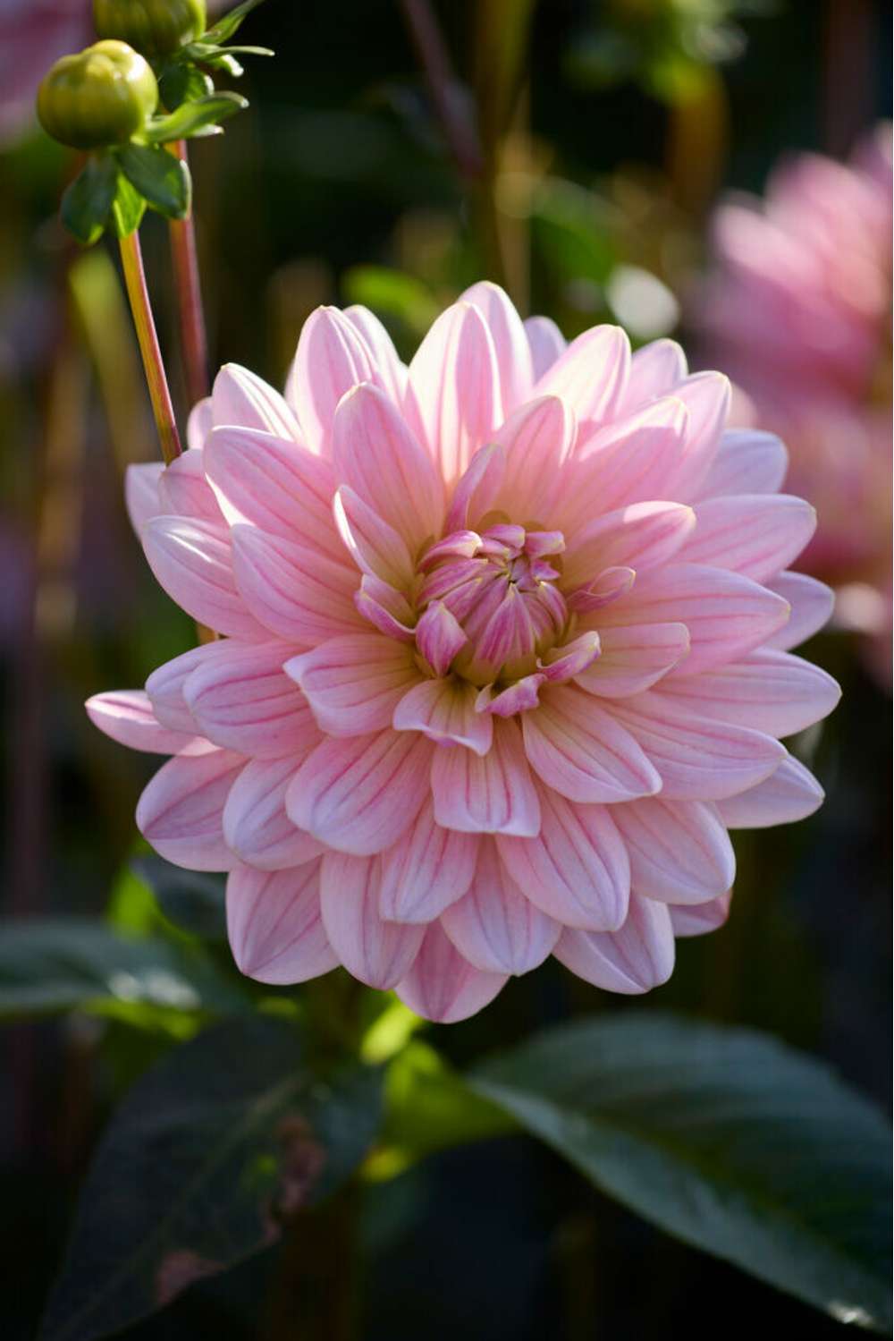 Dahlia 'Pink Magic'